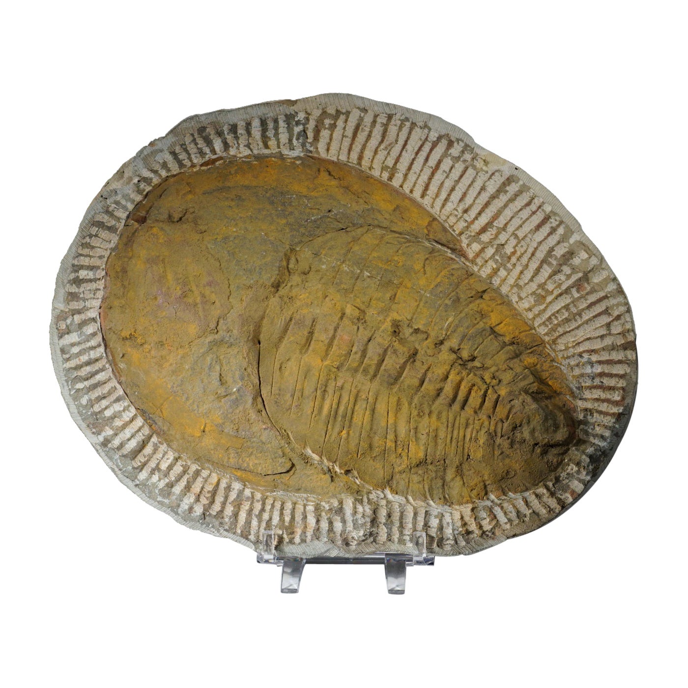 Echter Trilobit (Ptychopariida) Fossil auf Matrix (3.4 lbs)