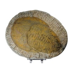 Antique Genuine Trilobite (Ptychopariida) Fossil on Matrix (3.4 lbs)