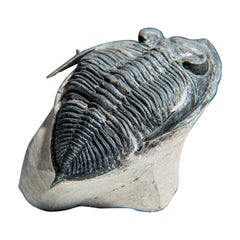 Genuine Trilobite Fossil (Ptychopariida) on Matrix (134.2 grams)