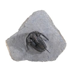 Antique Ceratarges armatus Trilobite from Morocco (186 grams)