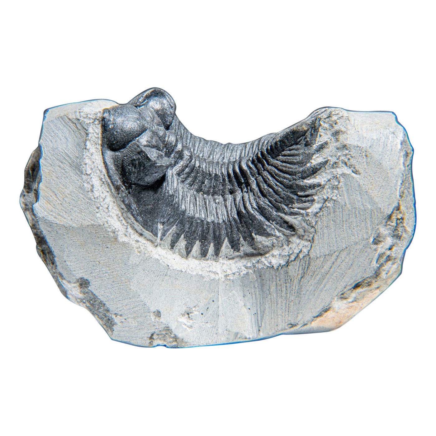 Ein echtes Trilobite Fossil (Ptychopariida) auf Matrix (345.2 Gramm)