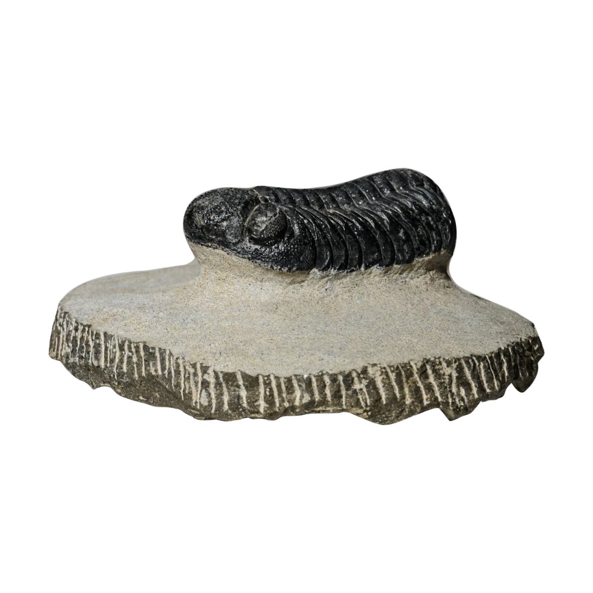 Genuine Asaphus intermedius Trilobite in Matrix from Morocco (341 grams) For Sale