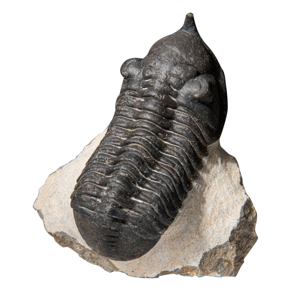 Ein echtes Trilobite Fossil (Ptychopariida) auf Matrix (116.9 Gramm) im Angebot