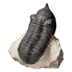 Ein echtes Trilobite Fossil (Ptychopariida) auf Matrix (116.9 Gramm)