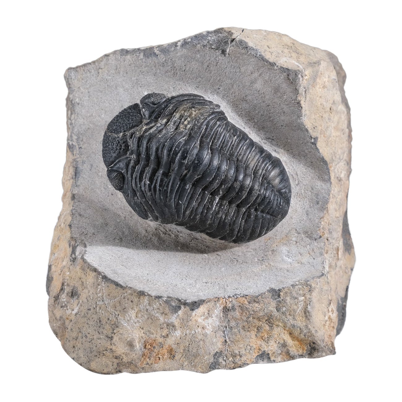 Asaphus intermedius Trilobite on Matrix from Morocco (1.7 lbs) For Sale