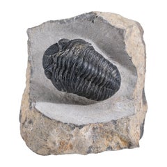 Used Asaphus intermedius Trilobite on Matrix from Morocco (1.7 lbs)