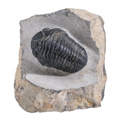 Asaphus intermedius Trilobite en matriz procedente de Marruecos (1,7 libras)