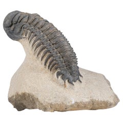 Asaphus intermedius Trilobite on Matrix from Morocco (346.2 grams)