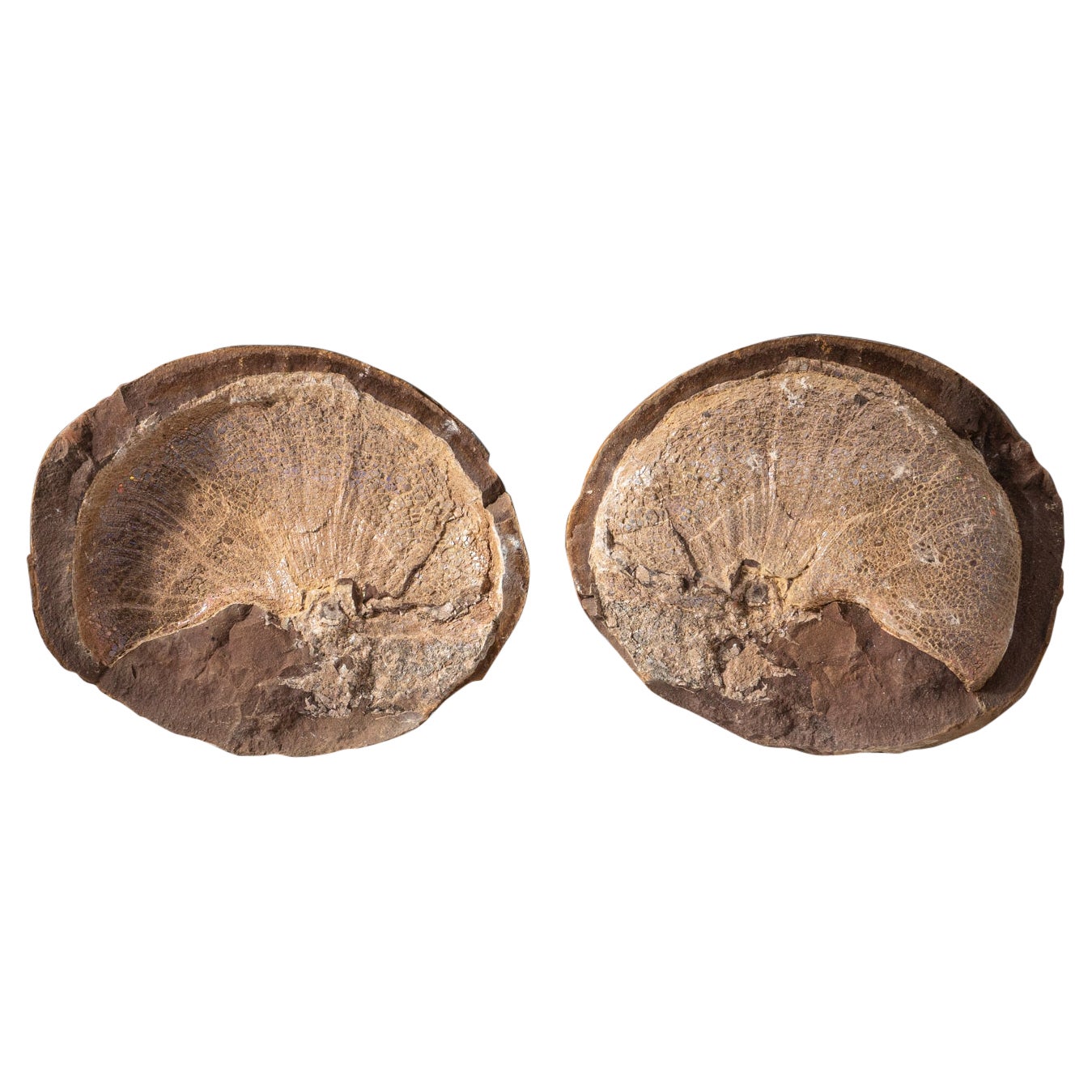 Véritable fossile d'ammonite opalisée dans une matrice (positif/négatif) avec support en acrylique