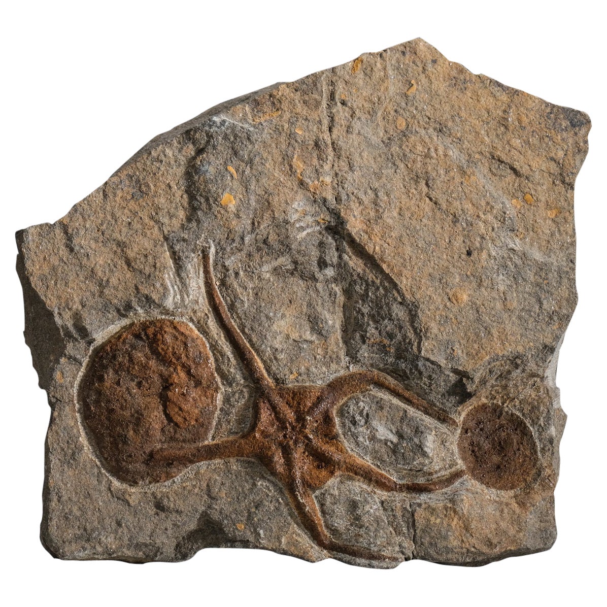 Ophiuroidea Brittle Star Fossil (1.2 lbs) For Sale