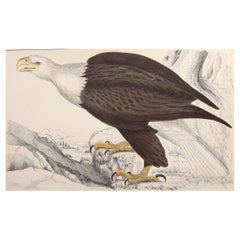 Original Antique Print of an Eagle, 1847 'Unframed'