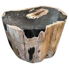 Andrianna Shamaris Ancient Petrified Wood Side Table