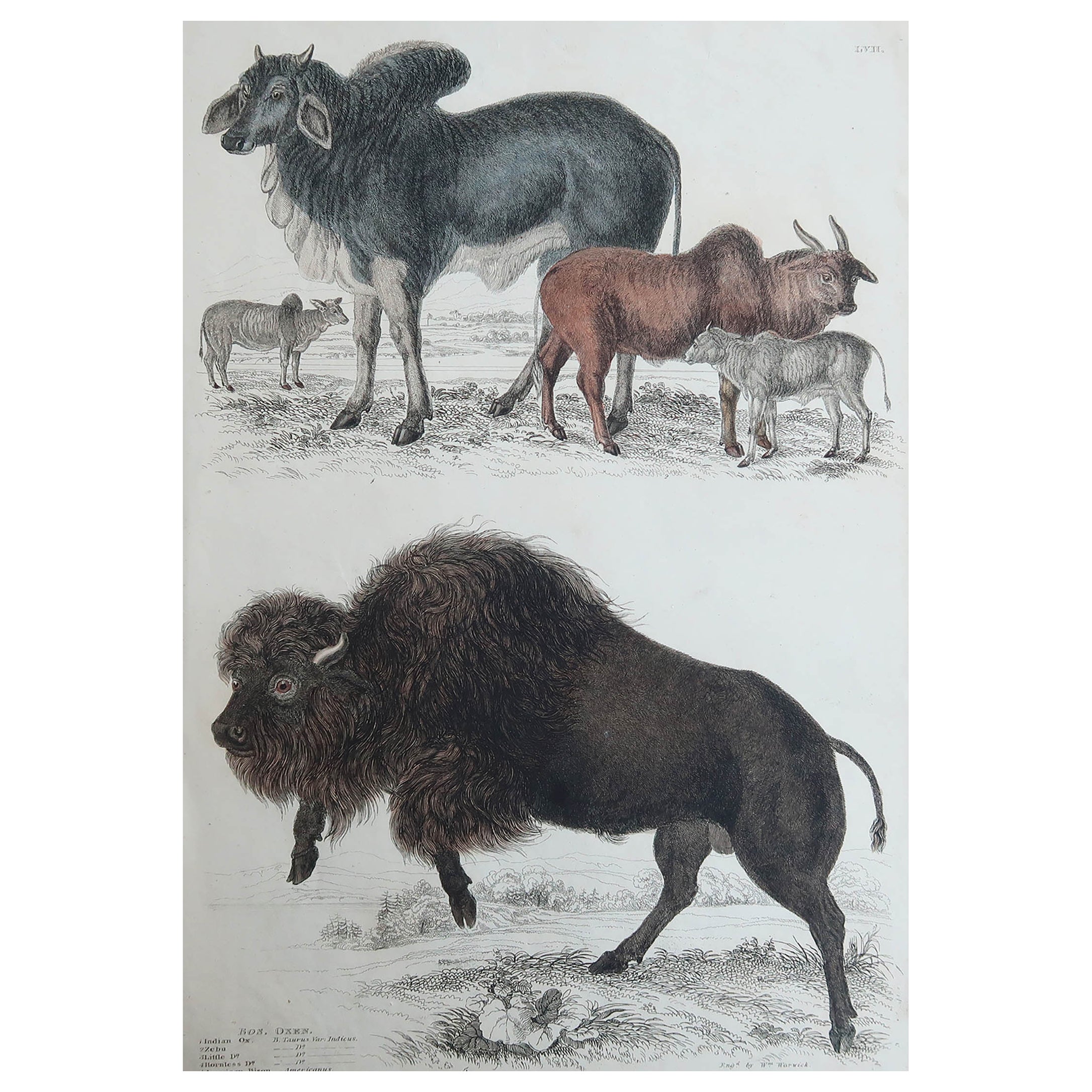 Large Original Antique Natural History Print, American Bison, circa 1835