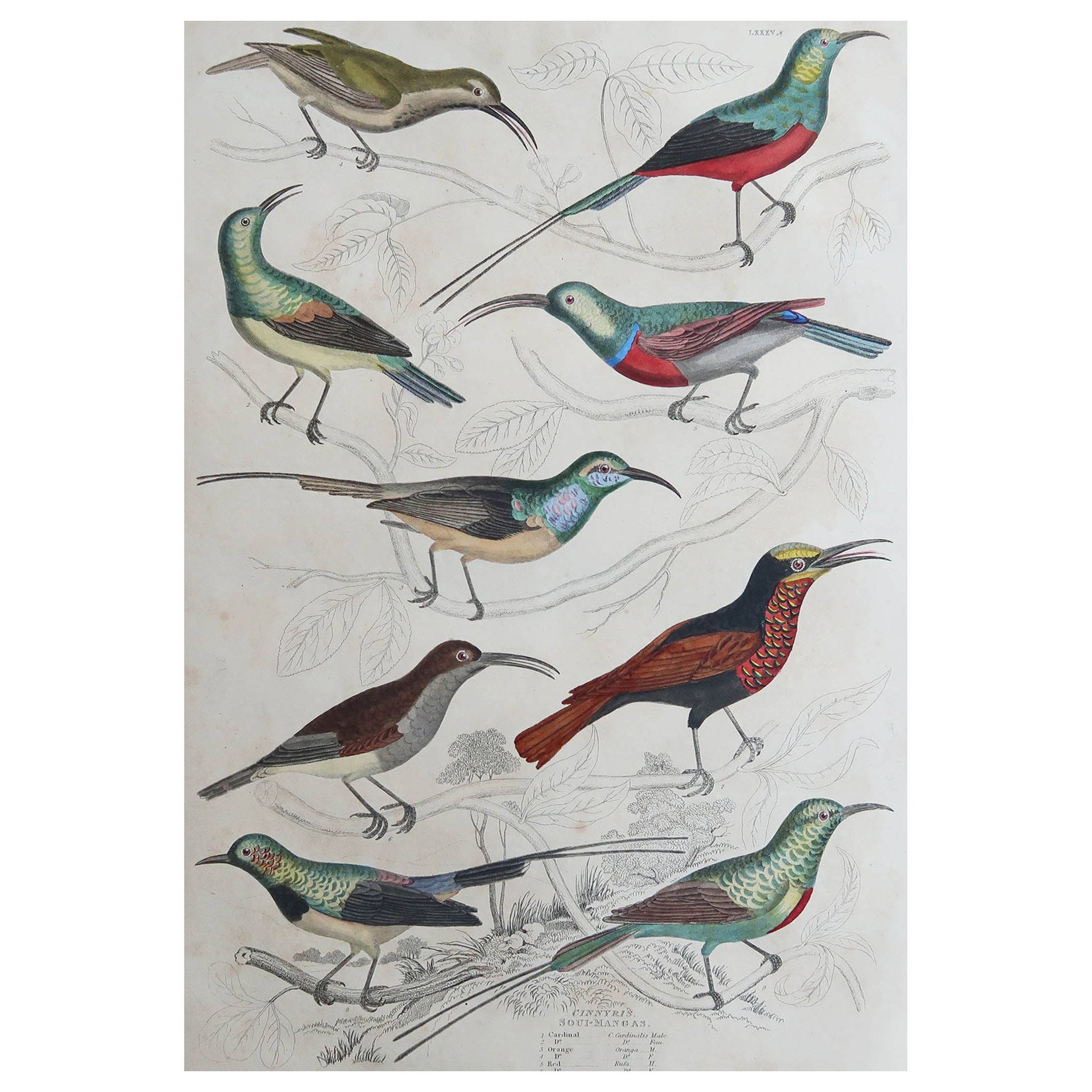 Large Original Antique Natural History Print, Sun Birds, circa 1835