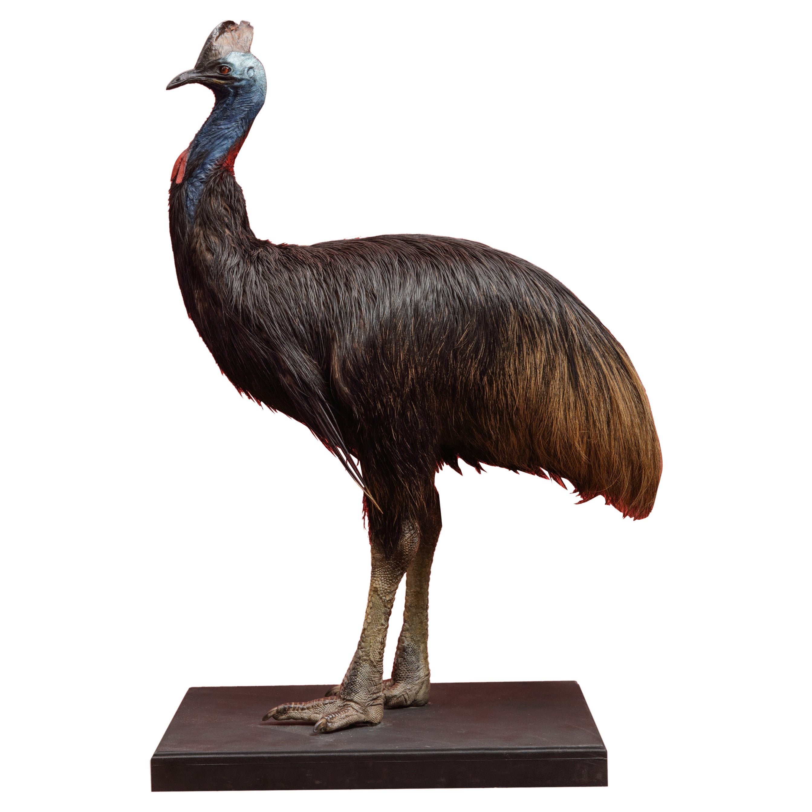 A large taxidermy Southern cassowary (Casuarius casuarius)