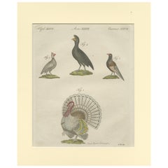 Antique Print of a Wild Turkey, Pheasant, Helmeted Guineafowl and Curassow Bird