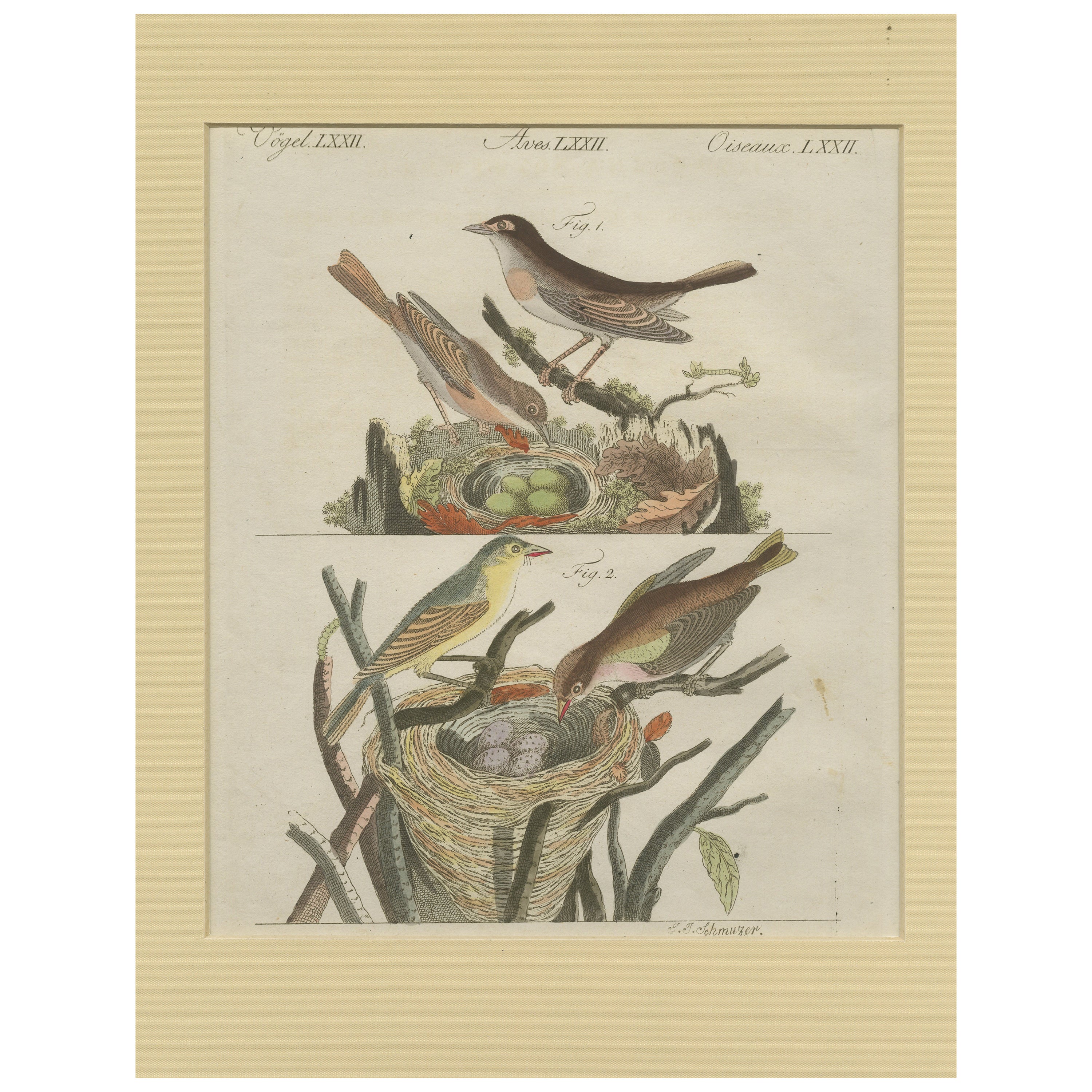 Antique Bird Print of Nightingales For Sale