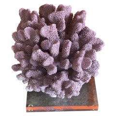 Gran Escultura de Coral Rosa Orgánico sobre Base de Lucite
