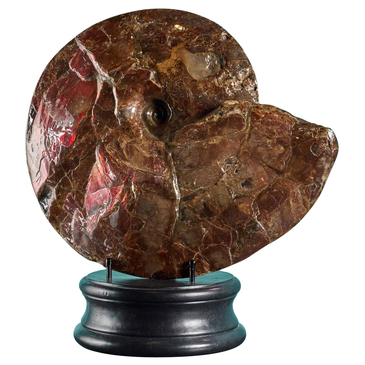 Großes rotes schillerndes Ammonit-Fossil im Angebot