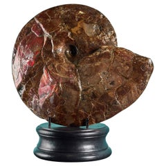 Large Red Iridescent Ammonite Fossil