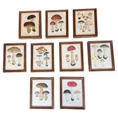 Ensemble d'impressions champignons Mezzo du 19ème siècle par Joseph Roques