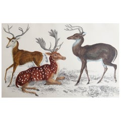 Original Antique Print of Deer, 1847 'Unframed'