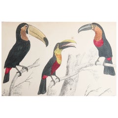 Original Antique Print of Toucans, 1847, 'Unframed'