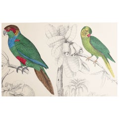 Original Antique Print of Parrots, 1847 'Unframed'