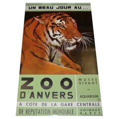 Affiche du zoo d'Anvers avec tigre, années 1960