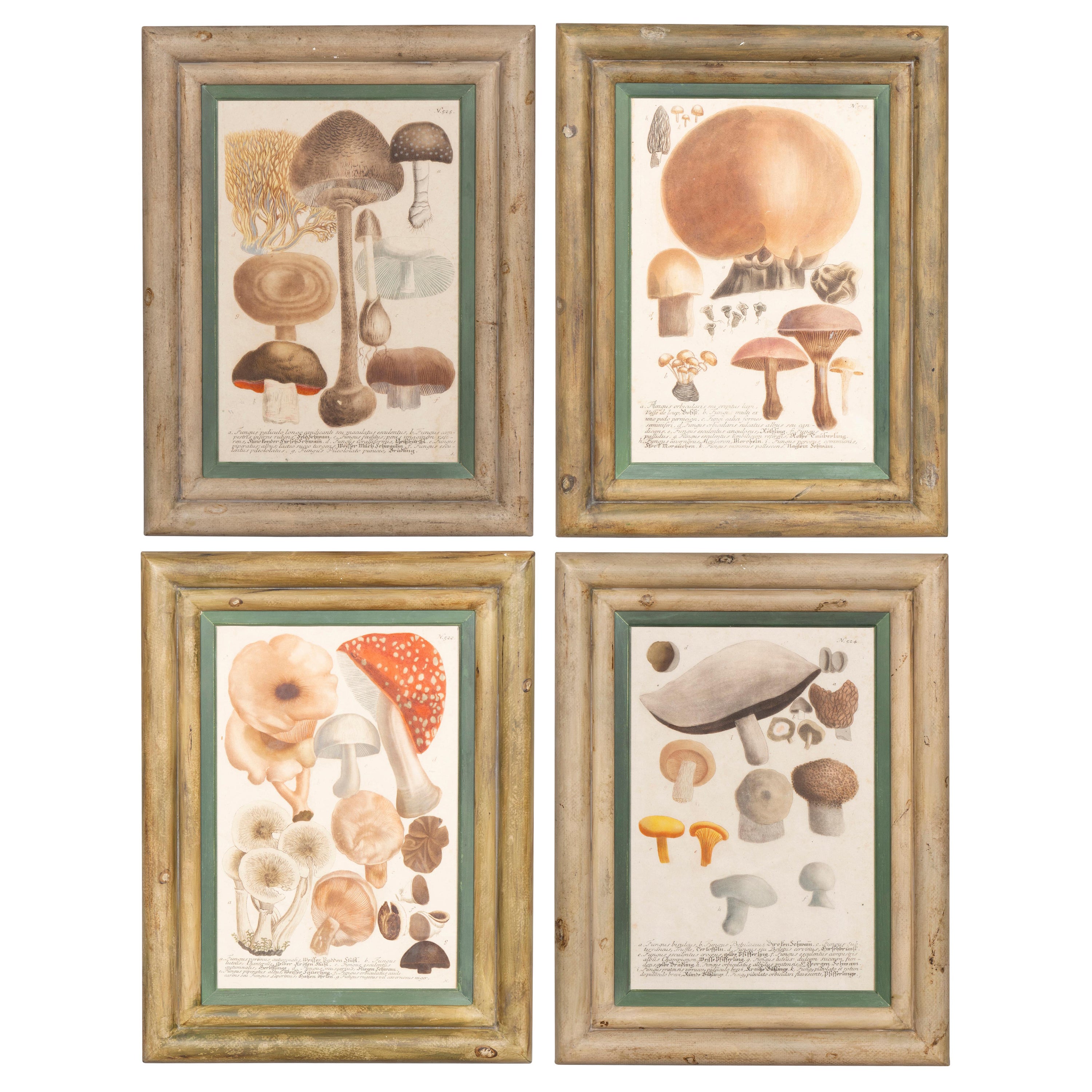 Ensemble de quatre gravures de champignons colorées à la main