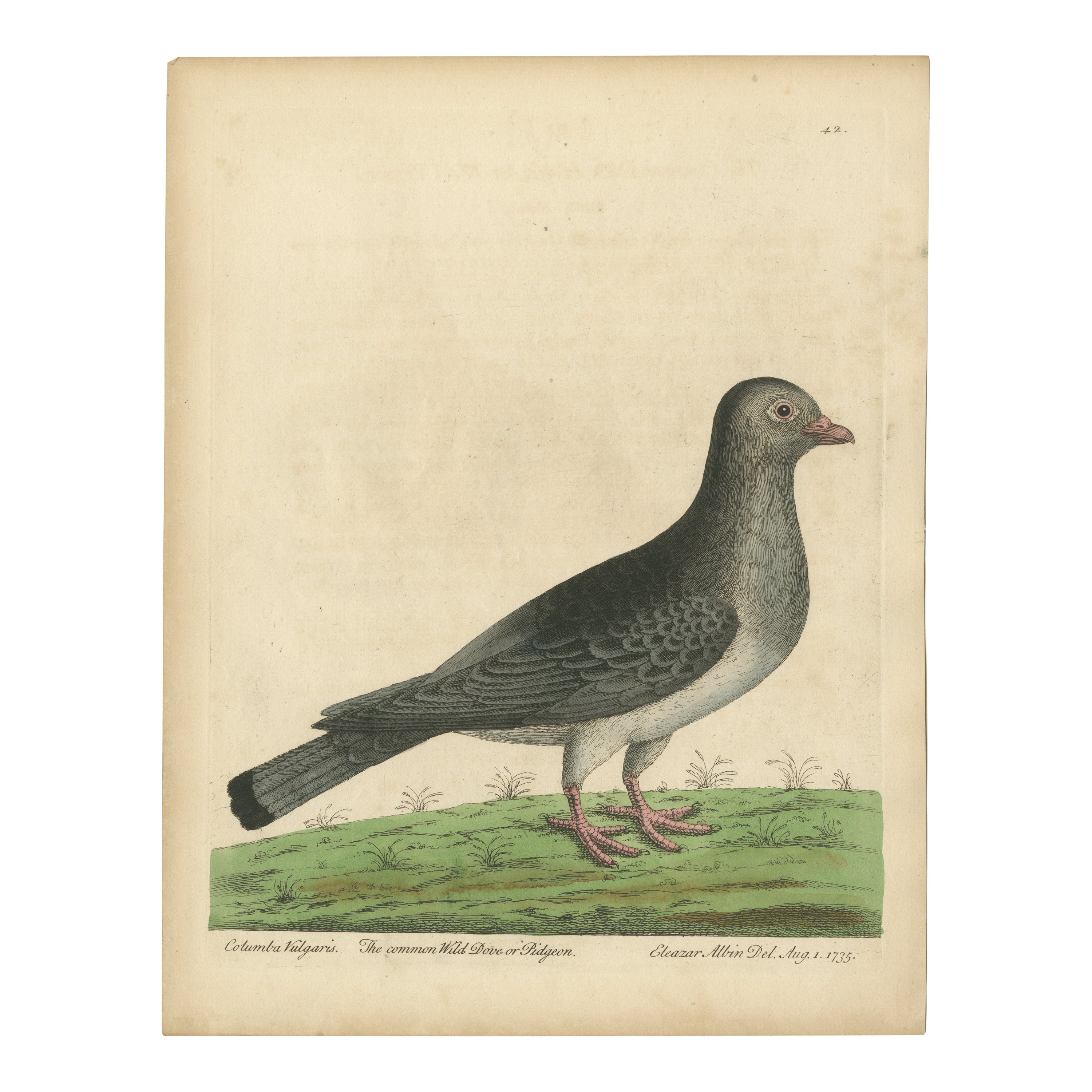 Impression ancienne d'oiseau d'un pigeon commun