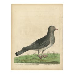 Antique Bird Print of a Common Pigeon