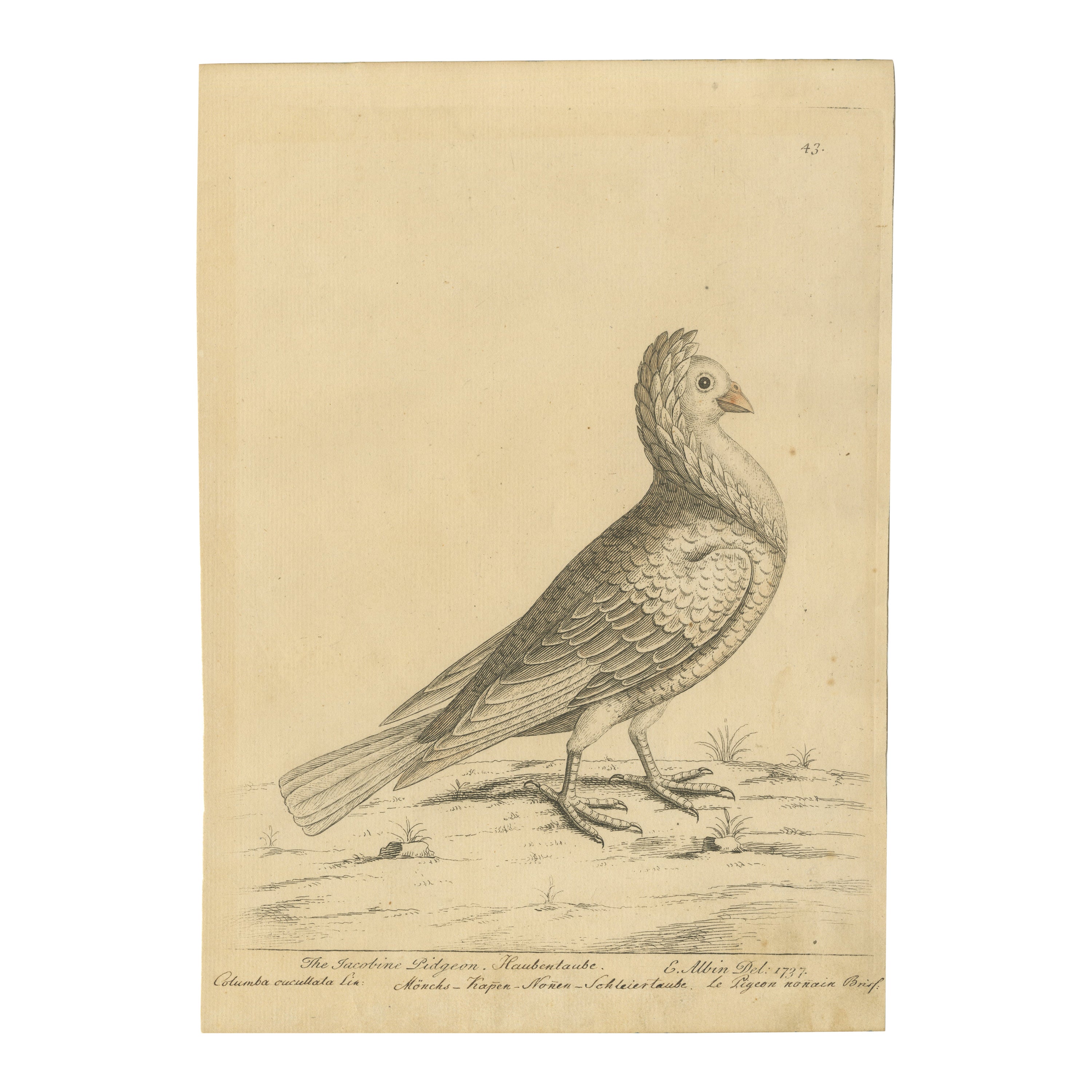 Antique Bird Print of a White Jacobin Pigeon