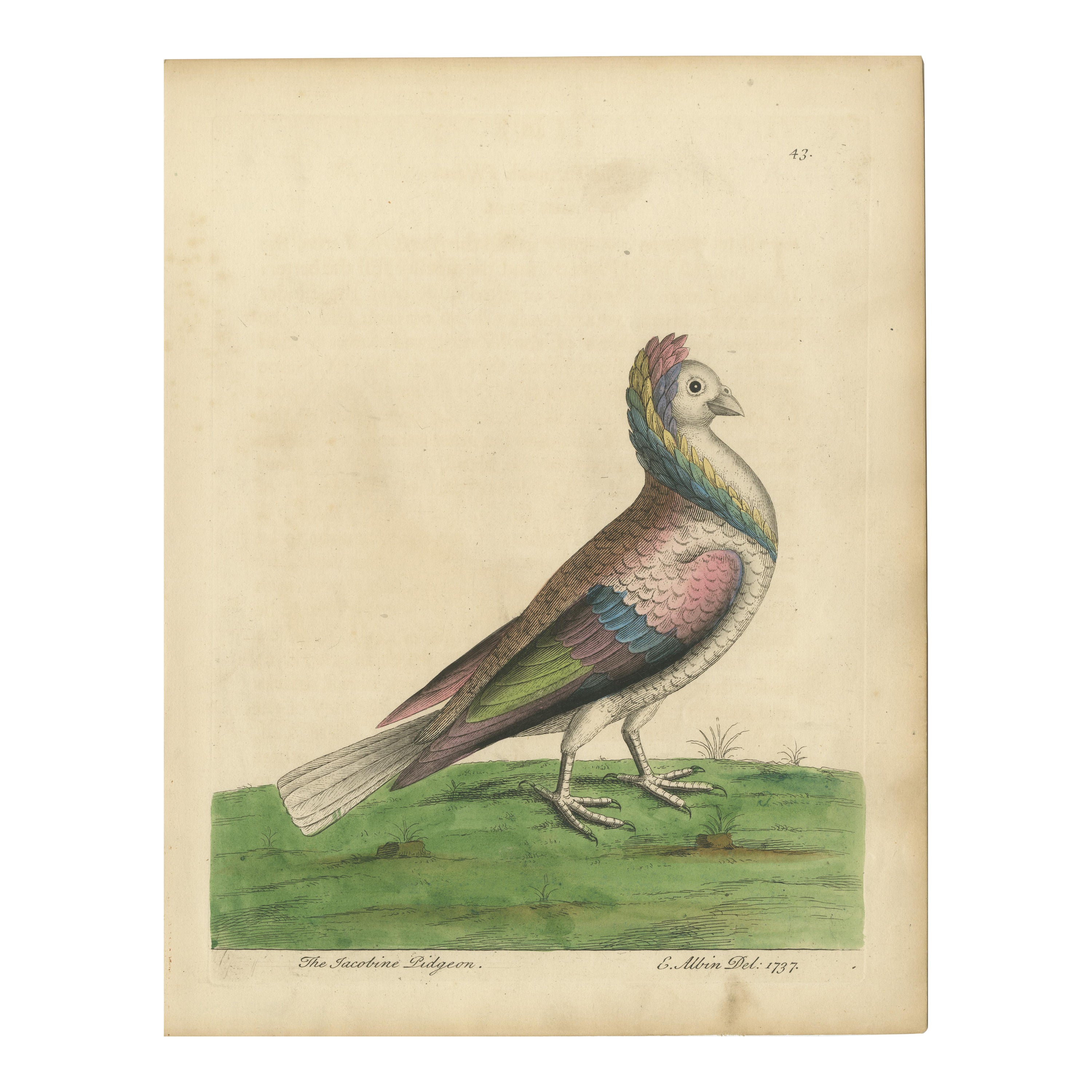 Antique Bird Print of a Jacobin Pigeon For Sale