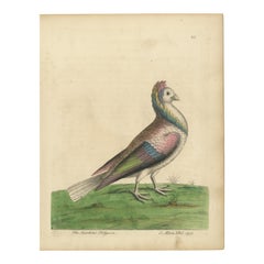 Antique Bird Print of a Jacobin Pigeon
