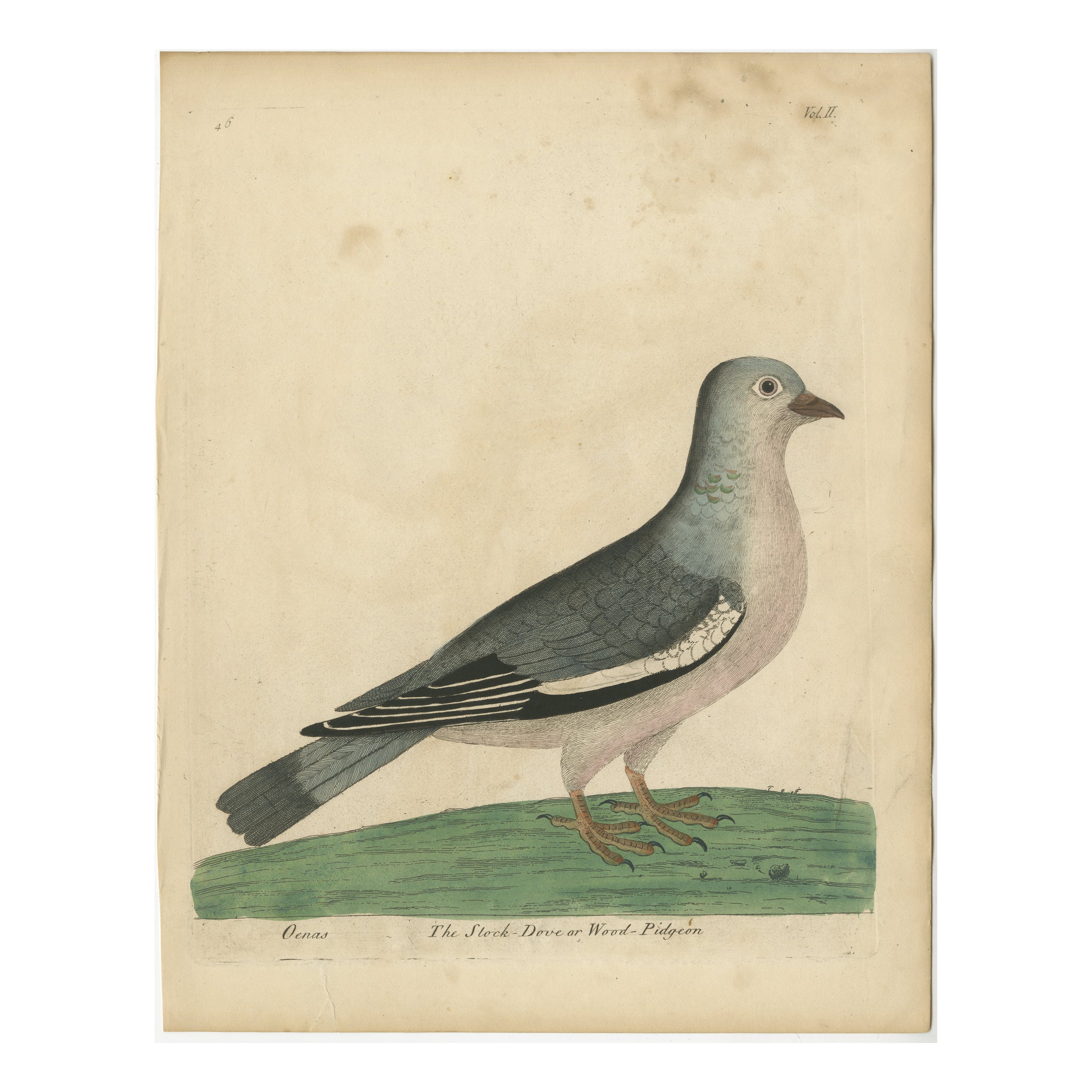 Gravure ancienne d'un pigeon de Wood Wood