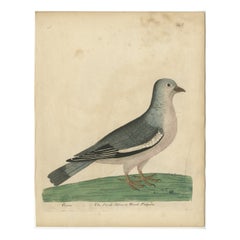 Antique Bird Print of a Wood Pigeon