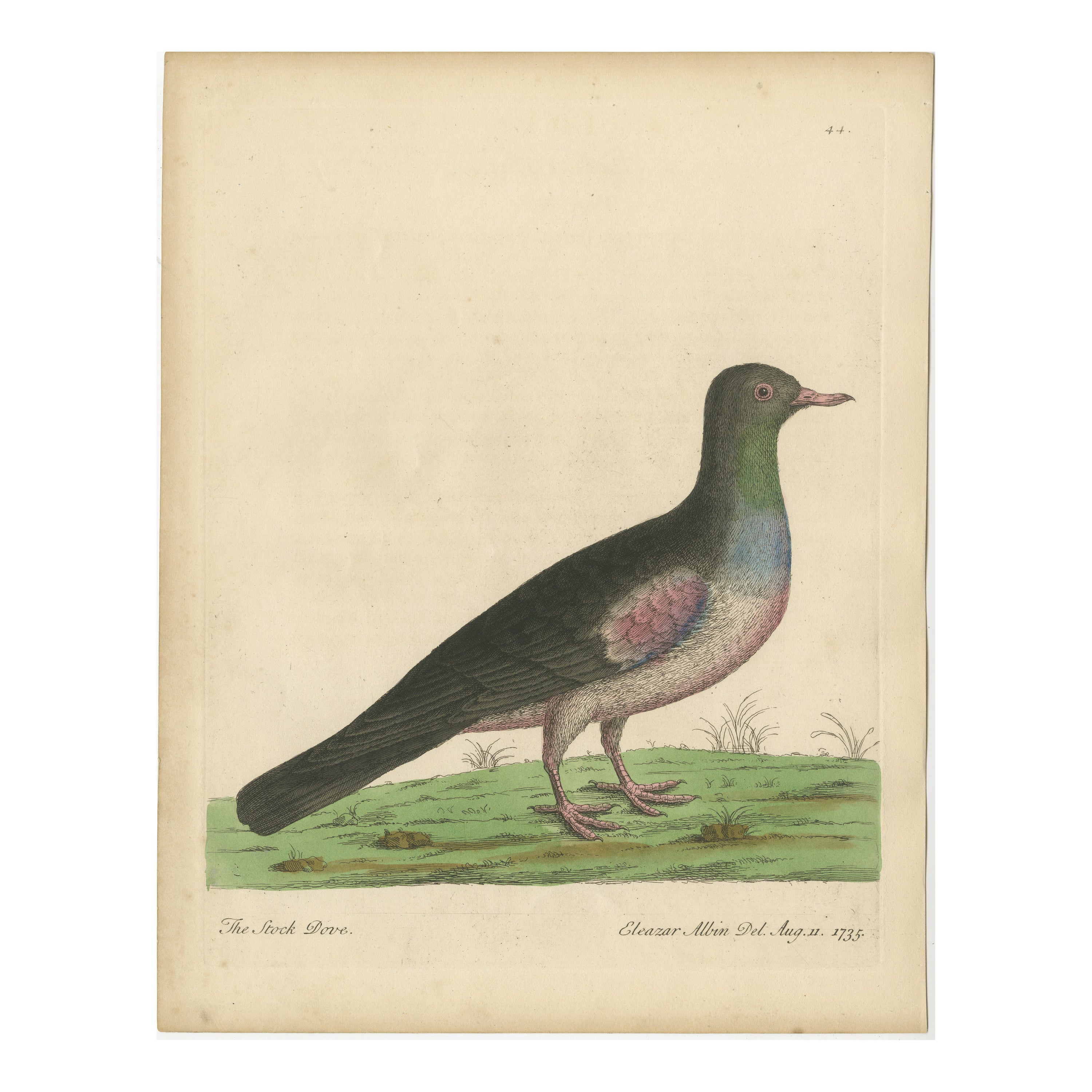 Antique Bird Print of a Stock Dove or Stock Pigeon For Sale
