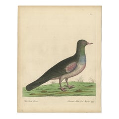 Antique Bird Print of a Stock Dove or Stock Pigeon
