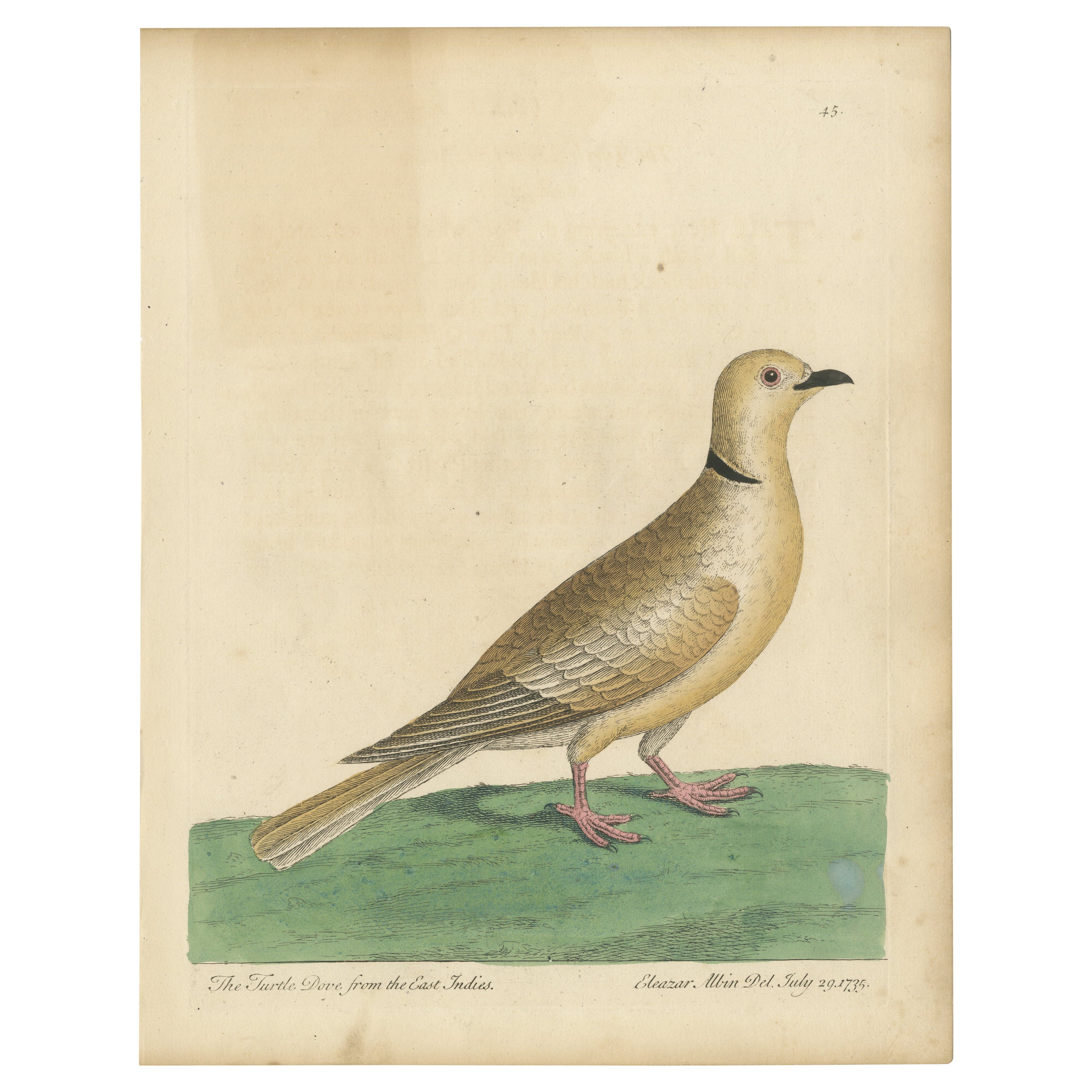 Impression ancienne d'oiseau d'une colombe des Indes orientales