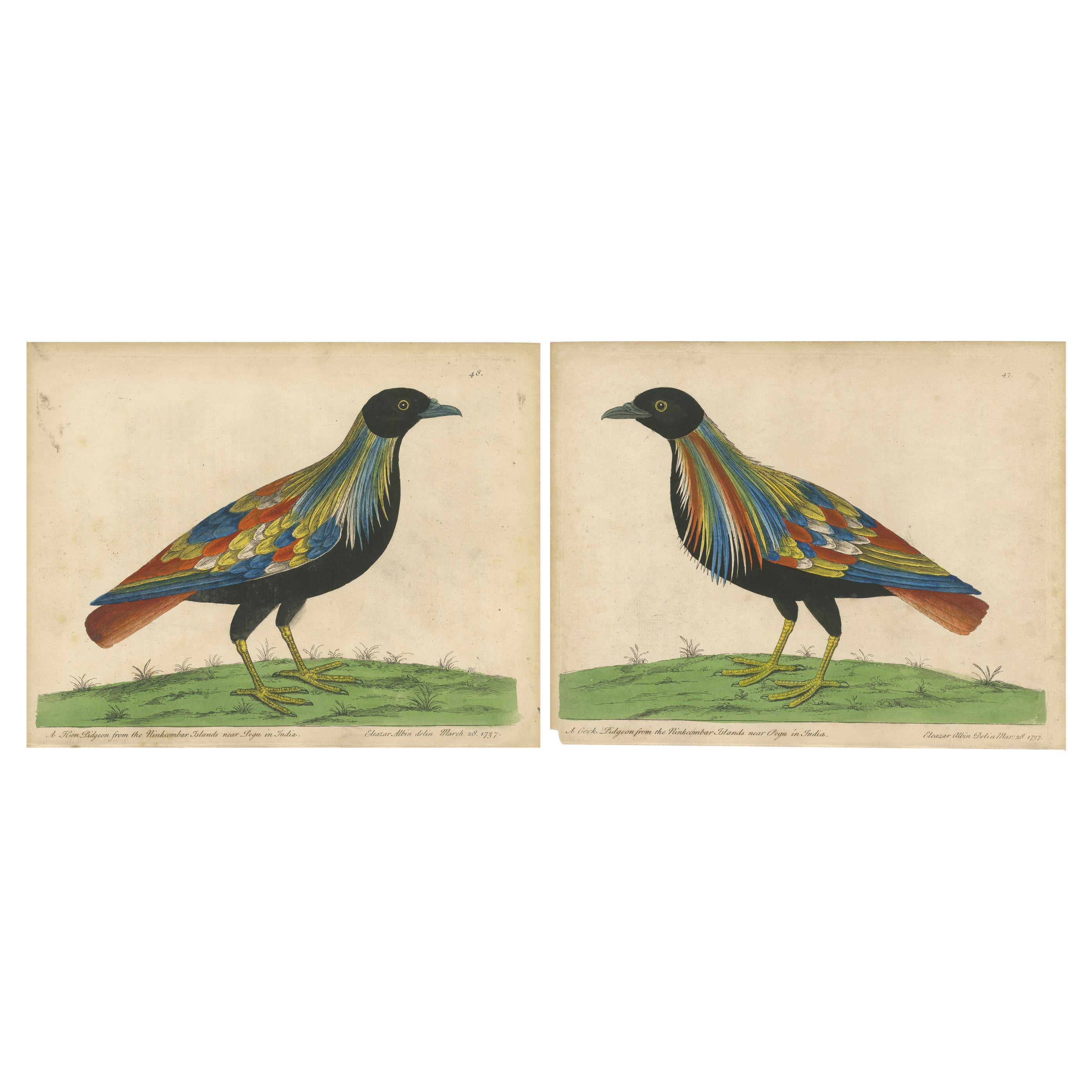 Set of 2 Antique Bird Prints of Pigeons from the region of Pegu, Myanmar For Sale