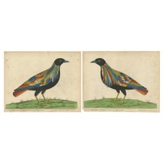 Set of 2 Antique Bird Prints of Pigeons from the region of Pegu, Myanmar