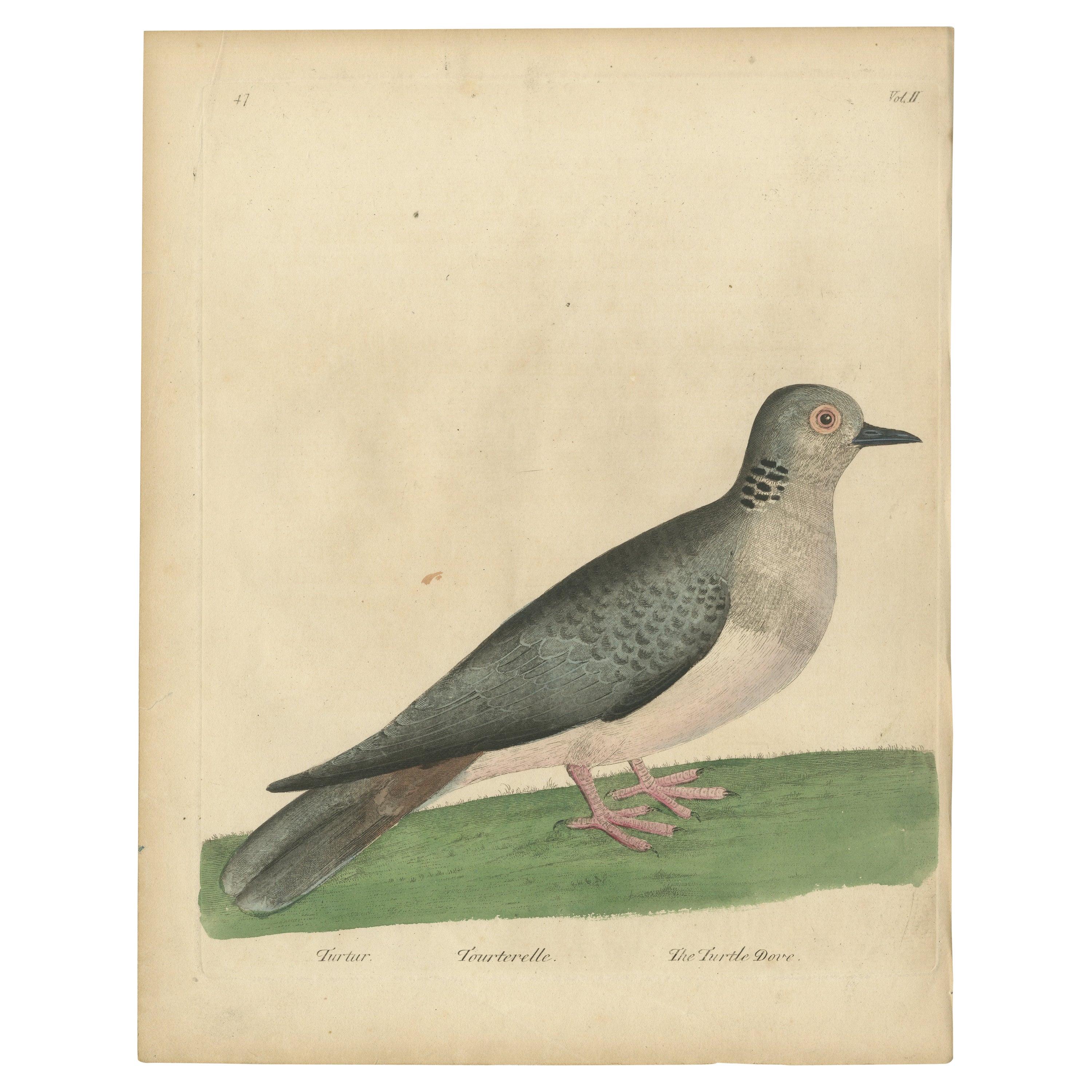 Antique Bird Print of a Turtle Dove For Sale