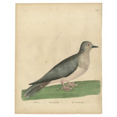 Antique Bird Print of a Turtle Dove