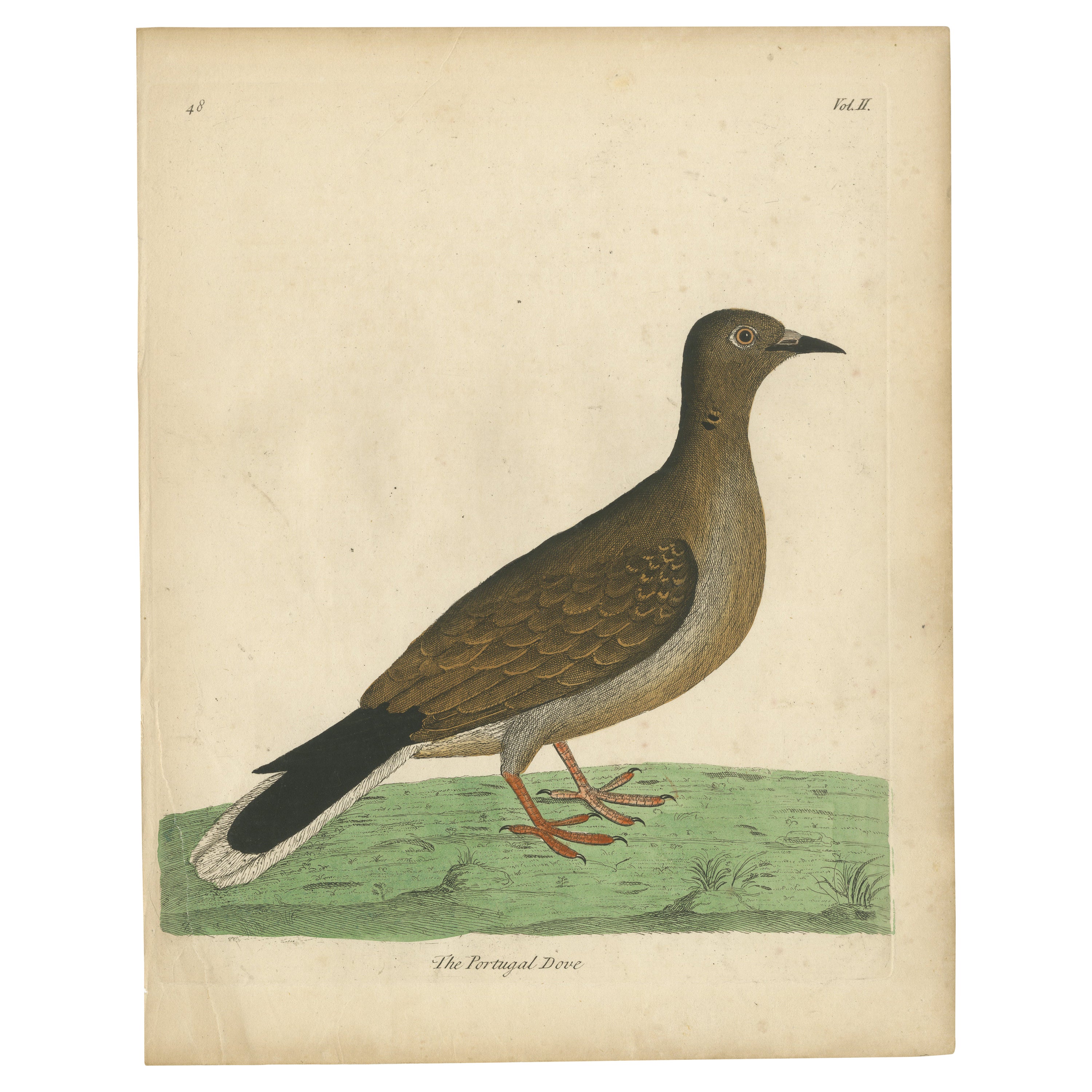 Impression ancienne d'oiseau d'une colombe du Portugal en vente
