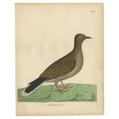 Antique Bird Print of a Portugal Dove