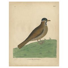 Antique Bird Print of a Turtle Dove from Jamaica