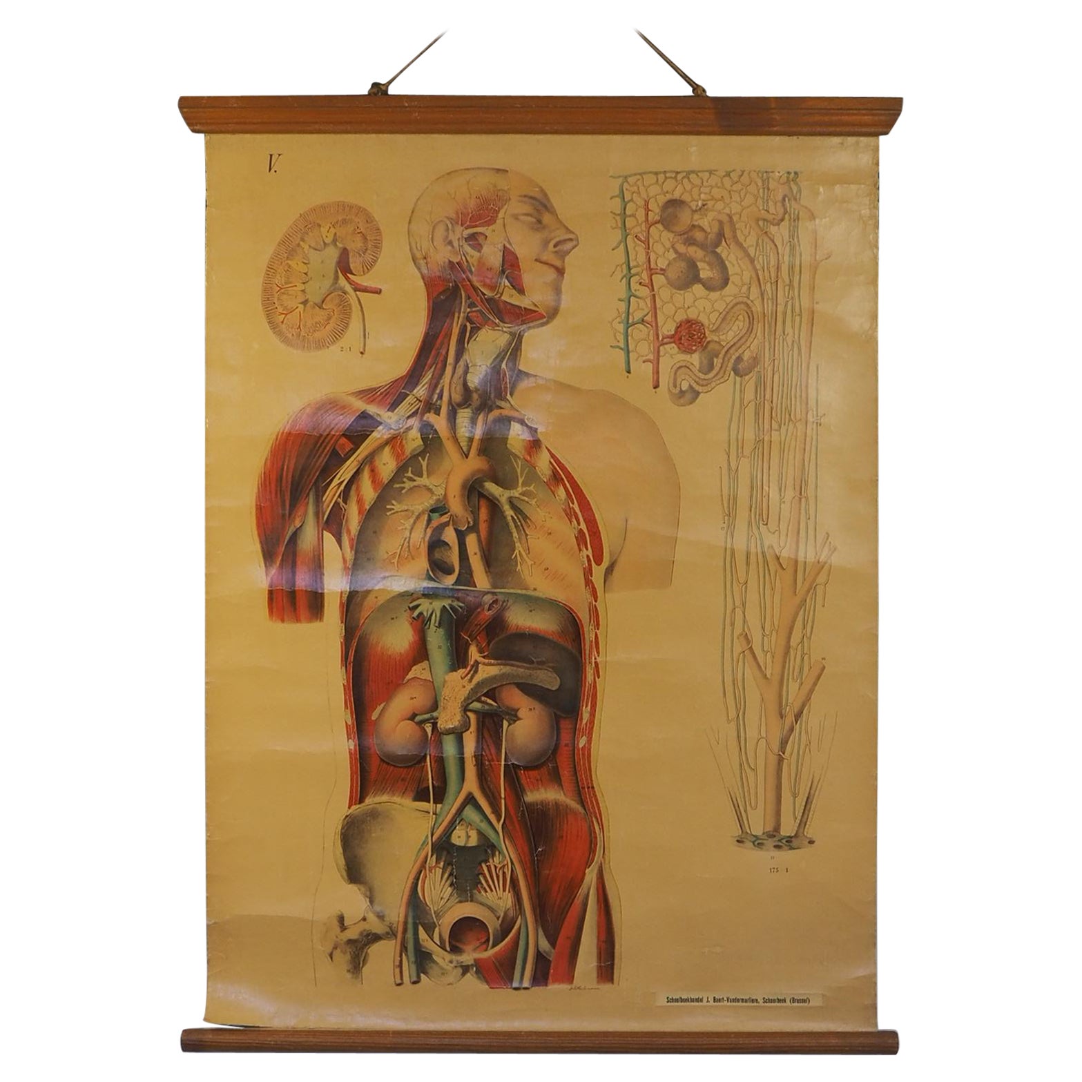 Antique Anatomical Chart (V.) Human Anatomy Circulatory Signed by E. Hoelemann For Sale