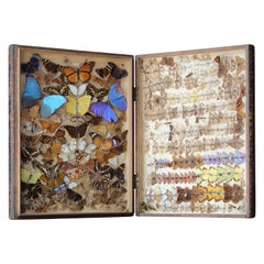 Late 19th to 20th C Zoology Lepidopterist Faux Book Box Specimens Butterfly 