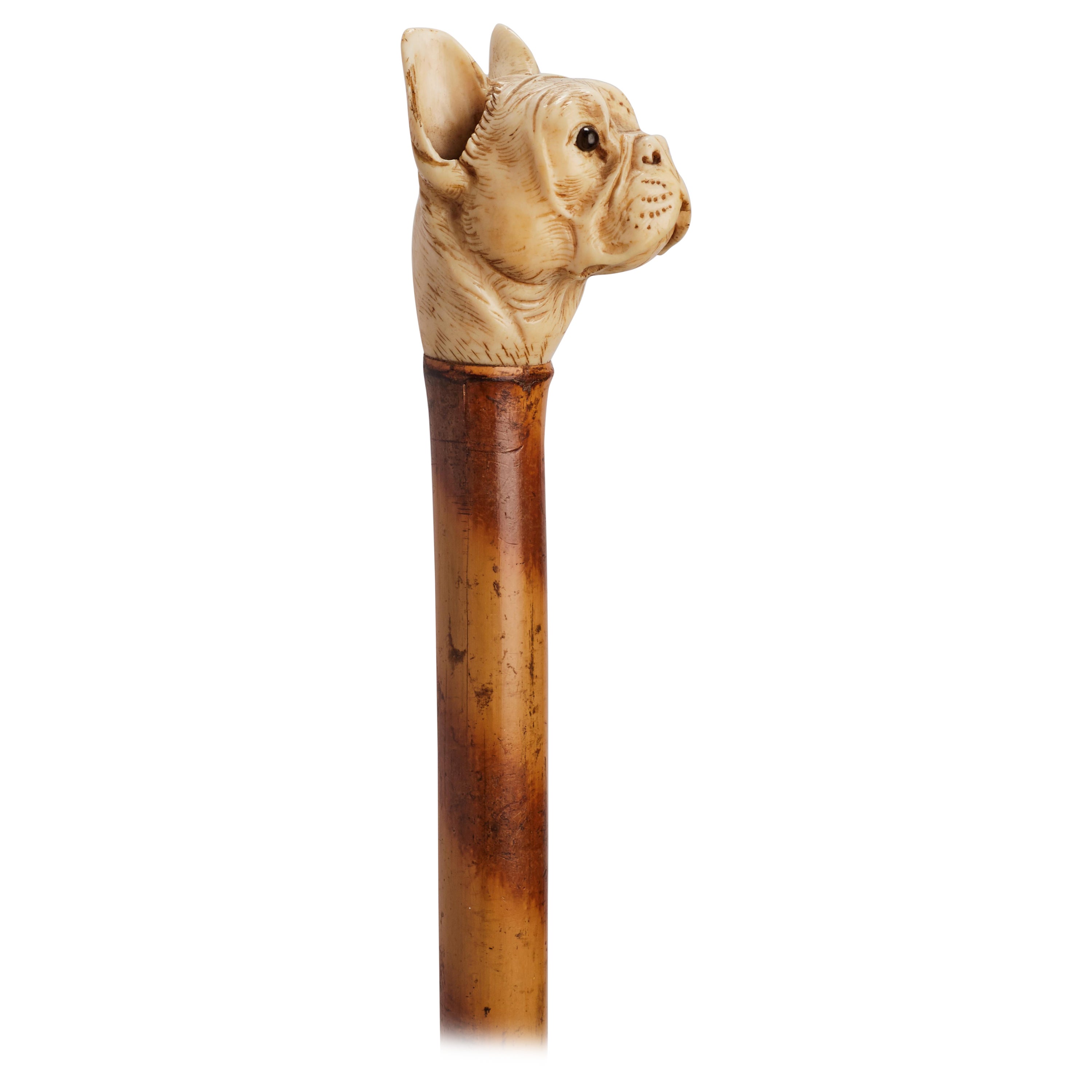 Dog ivory carved handle walking depicting a French buldog head, France 1890.  For Sale